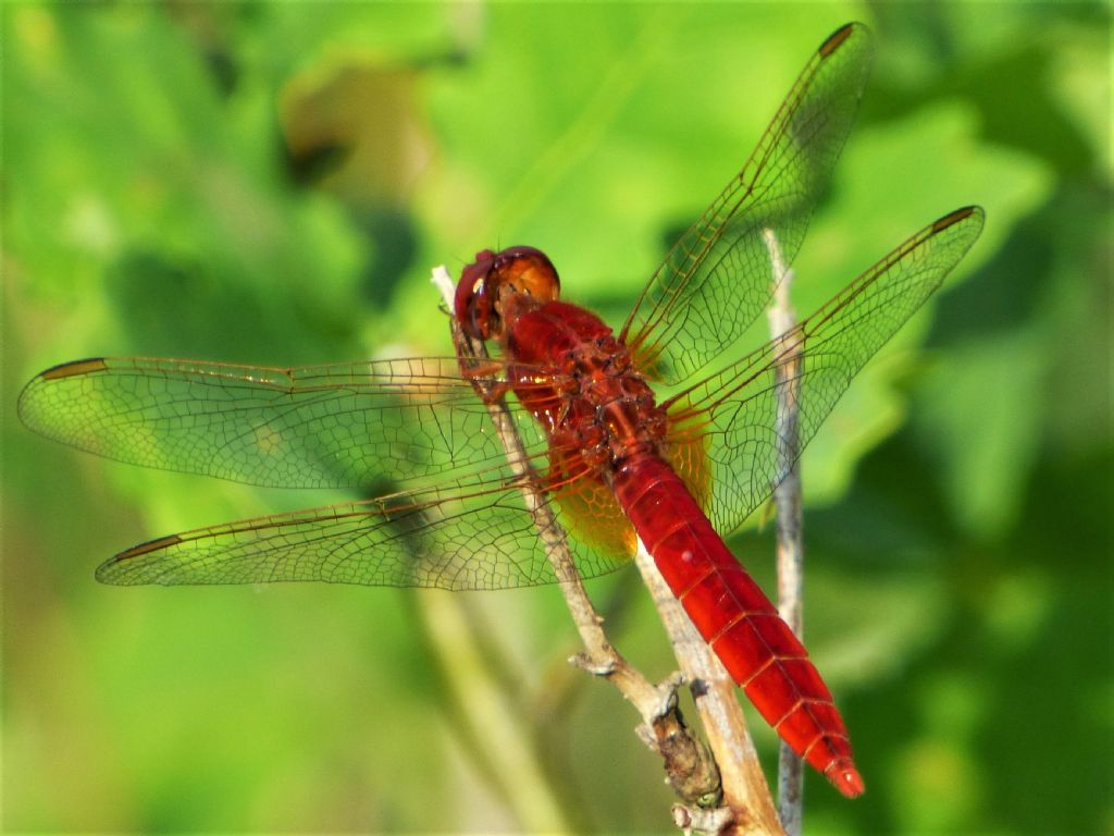 Crocothemis erythraea